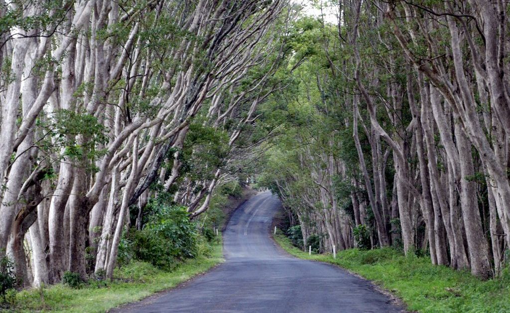 The leafy beauty of Duranbah Rd. The leafy beauty of Duranbah Rd.